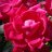 Fiori