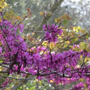 Blütenpracht im Frühjahr auf Sardinien.