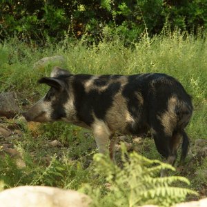 wildes Schwein auf dem Su Golgo-Plateau
