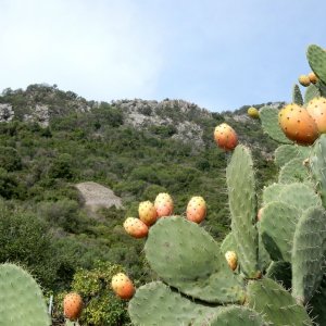0022-Quirra.JPG