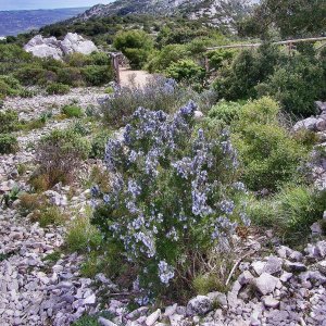 Sardinien   (19).jpg