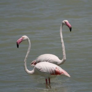 Flamingospaar.JPG