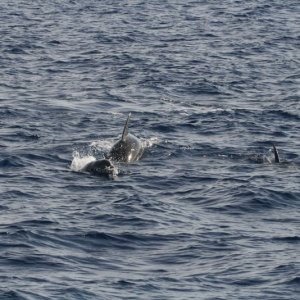 das größte Erlebnis, Delfine im offenen Meer (7).JPG