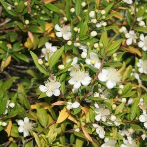 der blühende Myrtho (1).JPG