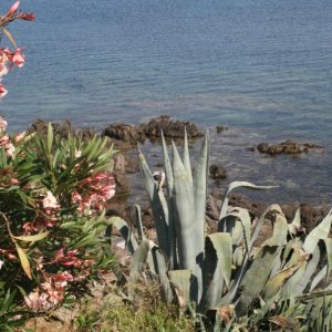 Insel Asinara (4).JPG