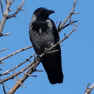 schwarzer Vogel.JPG
