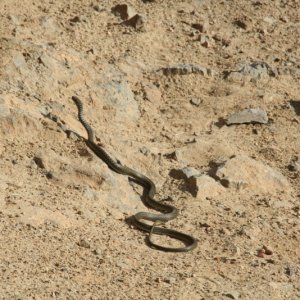 2010_Oktober_Best_of_Sardinien (113).JPG