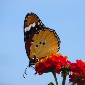 Falter Nov. 2013 108.JPG