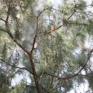 Welcher_Baum_ist_das.jpg