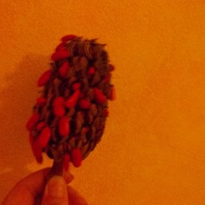 sardinien6.11 001.JPG