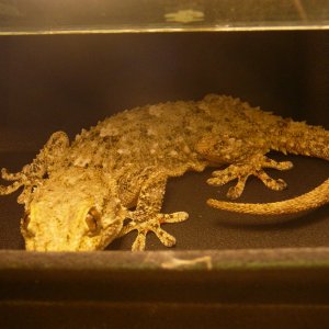 Gecko06.JPG
