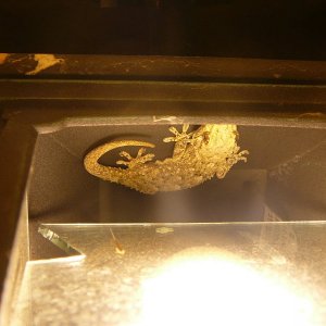 Gecko07.JPG