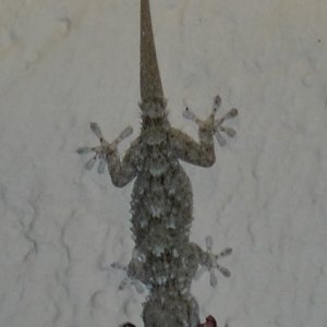 Gecko04.JPG
