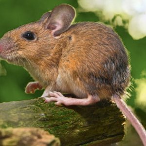 Apodemus sylvaticus.jpg