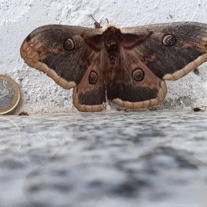 WhatsApp Image 2021-05-11 at 09.38.20.jpeg