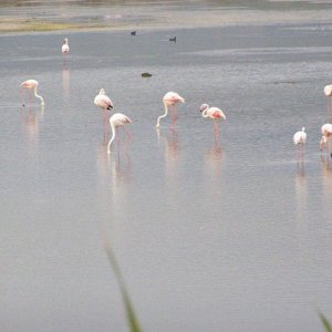 Sardinien2011 (383).JPG