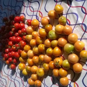 WP_20170913_002.jpg