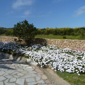 sardinien--gallura-maddalena 10.04.2011 096.jpg