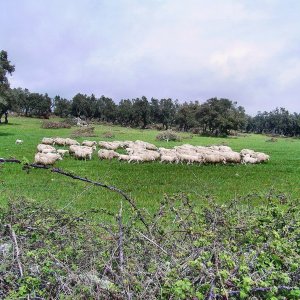 Sardinien   (33).jpg