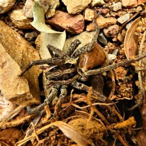 DSCN0218, Apulische Tarantel.JPG