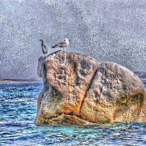 Cormorano e Gabbiano in guardia