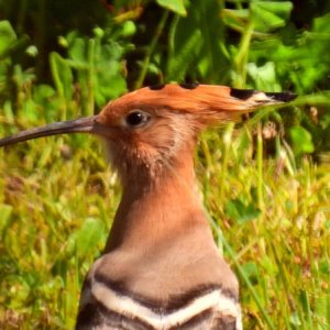 PK-20210401-144532 - P950.JPG