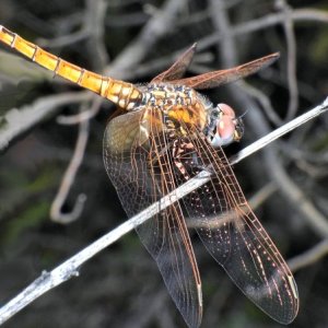 DSCN1767.JPG
