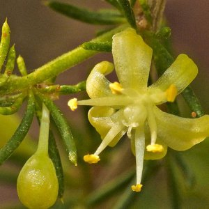 Asparago Blüte.jpg