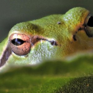 Grasfrosch.jpg