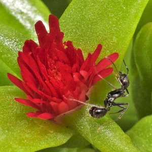 Herzblättrige Mittagsblume.jpg