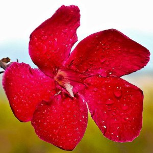 Oleanderblüte.jpg