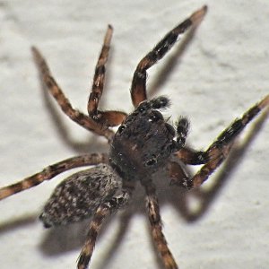 Randfleck-Springspinne.jpg