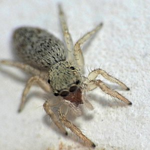 Rindenspringspinne.jpg