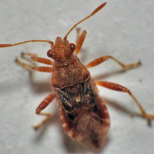 Media 'Rötliche Glasflügelwanze.jpg' in album 'Klein Sardinien'