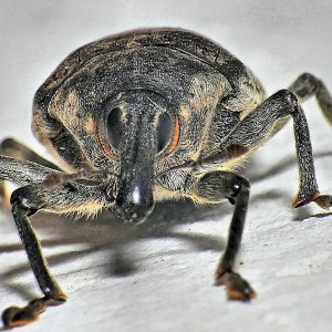 Media 'Rüsselkäfer.jpg' in album 'Klein Sardinien'