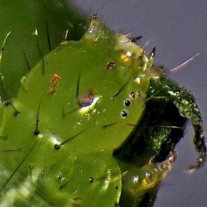 Media 'Wasserminzen-Goldeule, Raupe.jpg' in album 'Klein Sardinien'