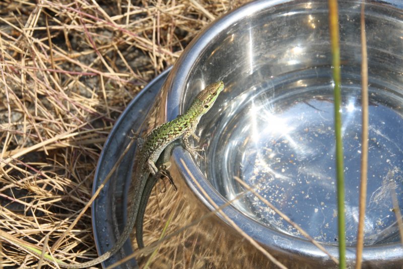 2010_Juni_Best_of_Sardinien (406).JPG