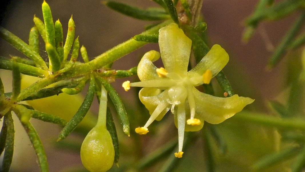 Asparago Blüte.jpg