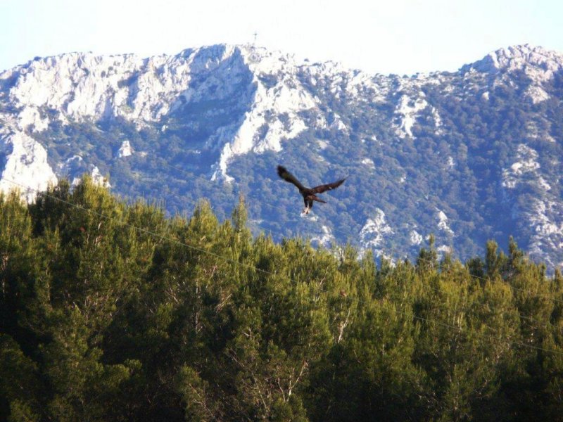 Bussard2.jpg