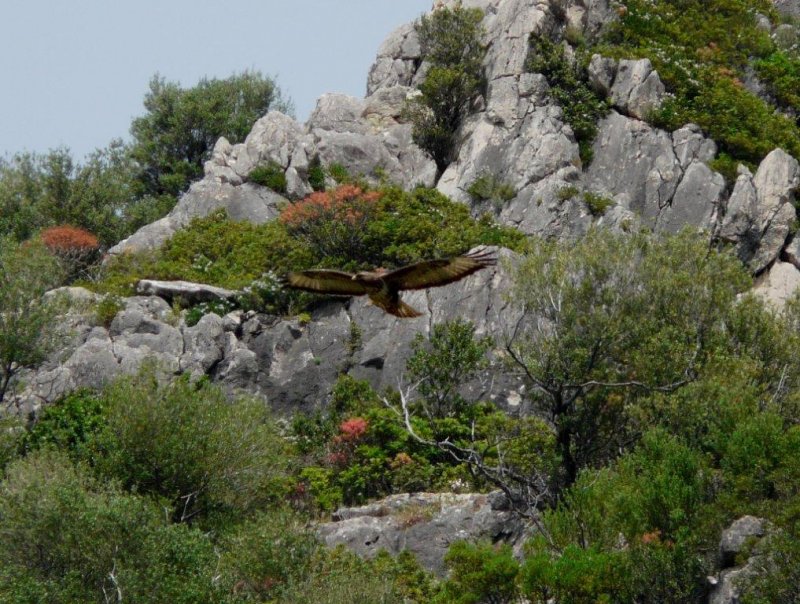 Bussard3.jpg