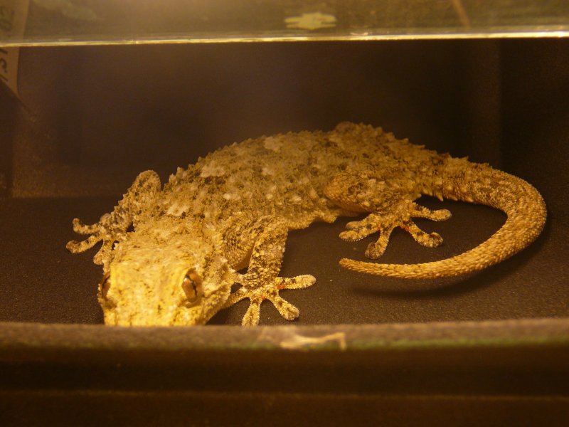 Gecko06.JPG