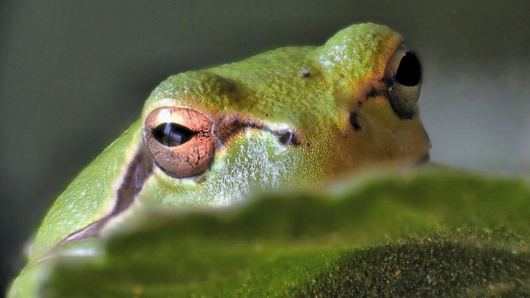 Grasfrosch.jpg