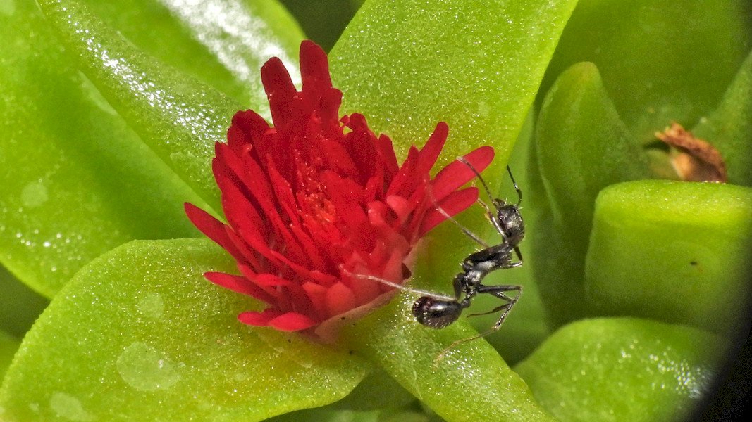 Herzblättrige Mittagsblume.jpg
