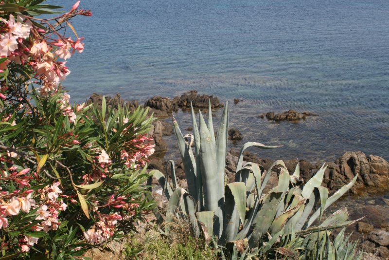 Insel Asinara (4).JPG