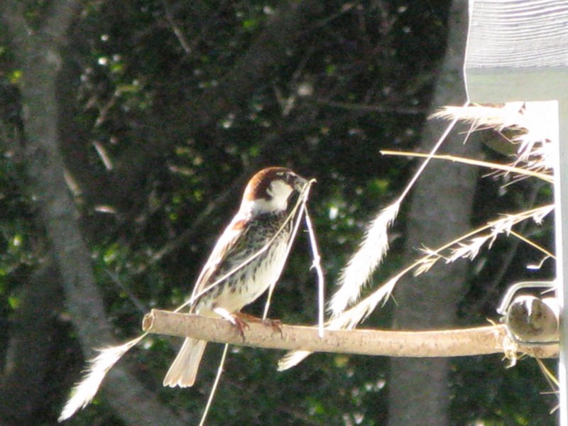 mai 2012 002.JPG
