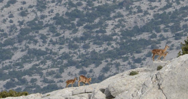 mufflon.jpg