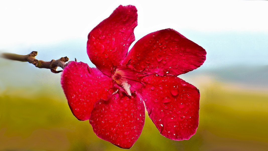 Oleanderblüte.jpg