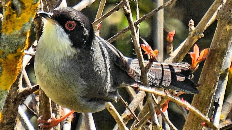 PK-20210323-110712 - P950.JPG