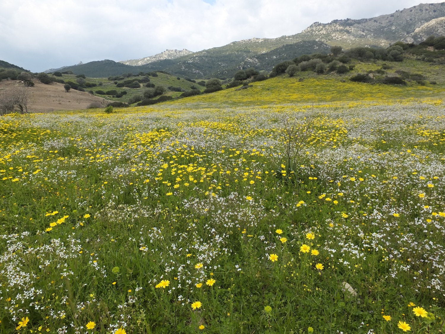 primavera 2018-2.JPG