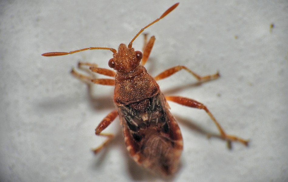 Rötliche Glasflügelwanze.jpg